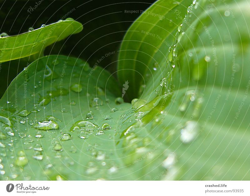Drops III nass schwarz grün feucht dunkelgrün gestreift Klarheit Pflanze Salatblatt Wassertropfen Regen Außenaufnahme Makroaufnahme Nahaufnahme Garten
