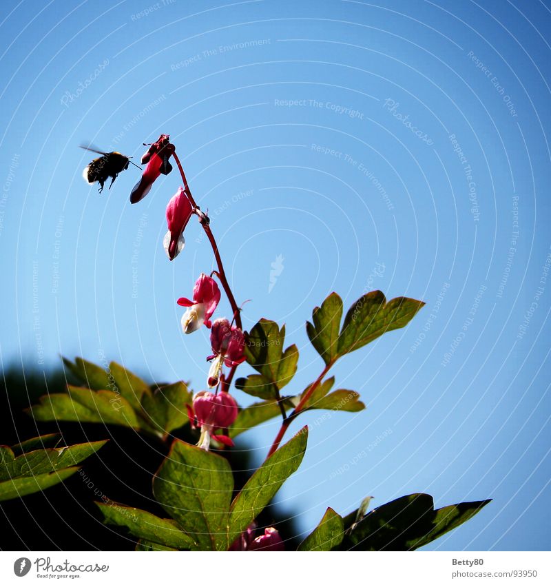 Das Hummel-Paradoxon Tränendes Herz Pflanze Insekt Biene Sammlung Staubfäden Nahrungssuche Luftverkehr Himmel Natur Nektar Bestäuberinsekt
