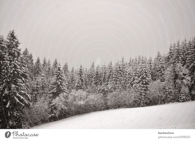 Schneeflocken Natur Landschaft Erde Luft Himmel Winter Schneefall Wald Schwarzwald kalt Stimmung ruhig Klima Sinnesorgane Umwelt Wandel & Veränderung