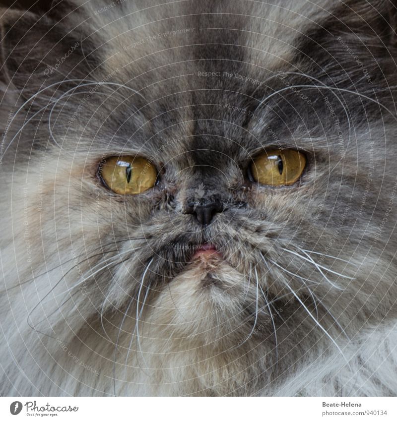 Kein Grund für Überheblichkeit | 500 Fell Katze Tiergesicht 1 beobachten Blick Aggression bedrohlich dunkel Erotik gelb grau weiß Kraft Tatkraft Neid Hochmut