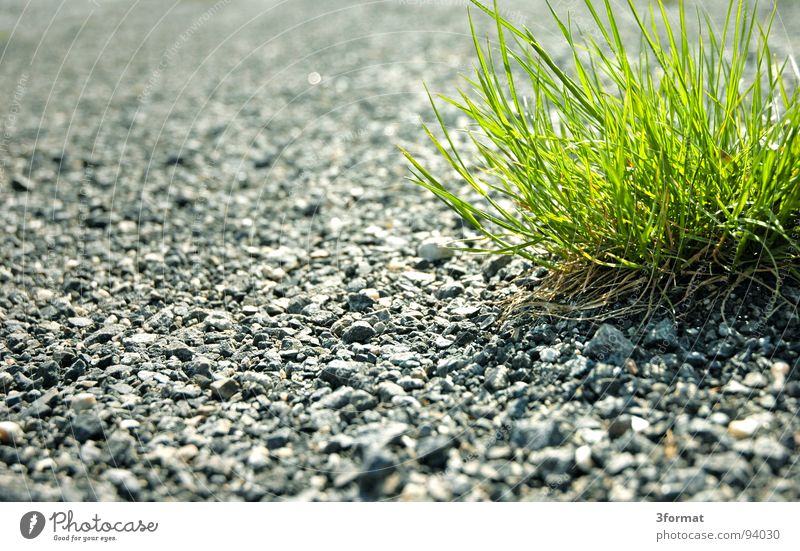 pionier fremd Späher Spitzel Pionier Nährstoffe Wiese Gras Grasbüschel Pflanze Jungpflanze grün grau klug Asphalt Fußweg Wachstum Reifezeit verwurzelt Quelle