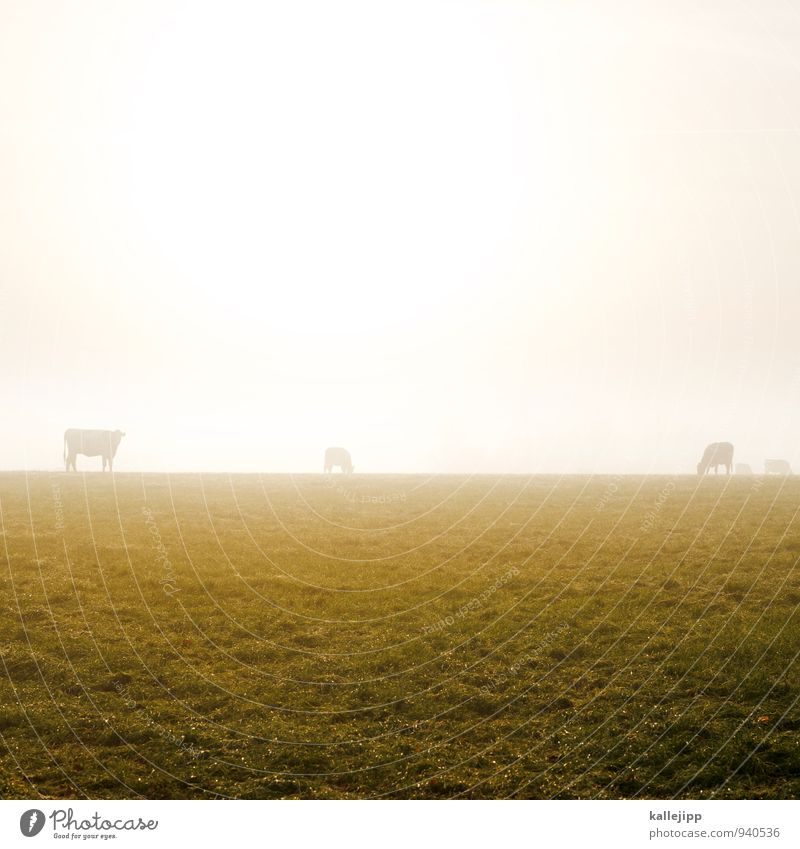familie muh Landwirtschaft Forstwirtschaft Tier Nutztier Kuh Herde gold Nebel Herbst herbstlich Wiese Weide Horizont Fressen Grasland Farbfoto Außenaufnahme Tag