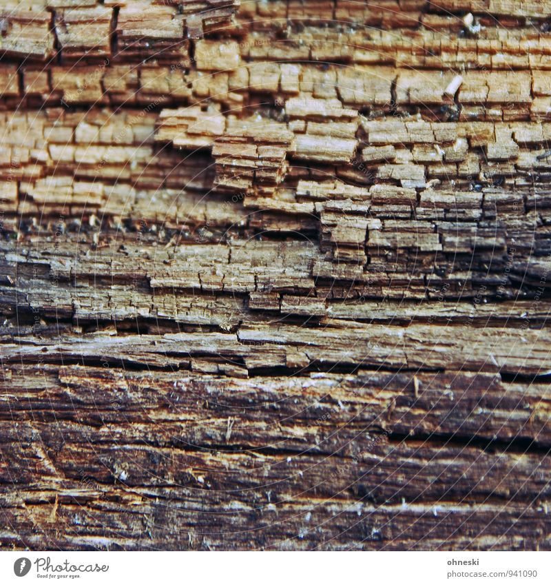 Holz Holzpfahl Pfosten Linie alt Vergänglichkeit morsch Farbfoto Gedeckte Farben Außenaufnahme abstrakt Muster Textfreiraum Mitte Tag Kontrast