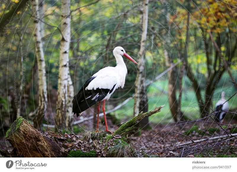 Storch im Wald Umwelt Natur Herbst Tier Wildtier Vogel 2 gehen natürlich Neugier Schutz Geborgenheit achtsam Wachsamkeit Farbfoto Außenaufnahme Kontrast