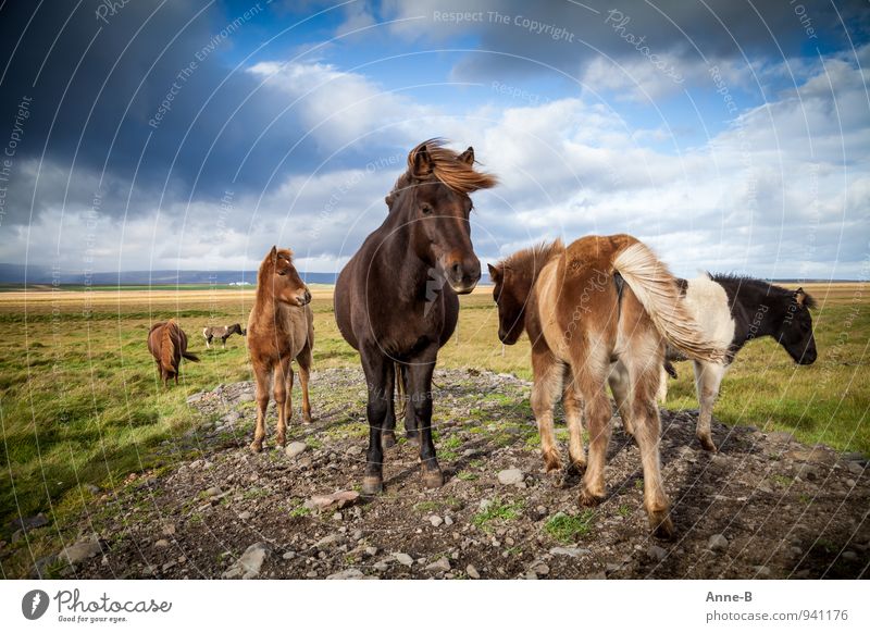 Wind in den Mähnen Reitsport Landwirtschaft Forstwirtschaft Landschaft Tier Himmel Nutztier Pferd Herde stehen frei natürlich Tapferkeit Kraft "windfarbent