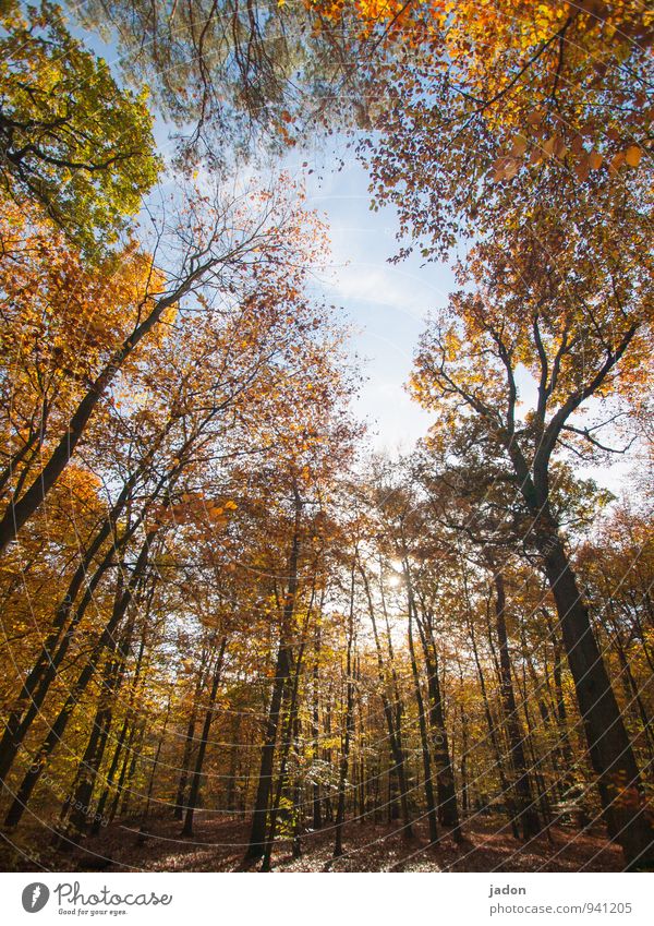 herbstwald. Natur Landschaft Pflanze Himmel Sonne Herbst Baum Park Wald verblüht Wachstum mehrfarbig Warmherzigkeit Vergänglichkeit Blatt Laubbaum Laubwald