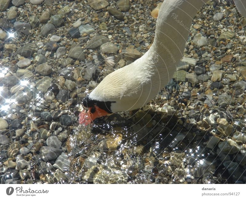 Blub, blub...nicht den Kopf in den Kies stecken... Schwan See Tier Vogel Starnberg Fressen Kopf unter Wasser Natur
