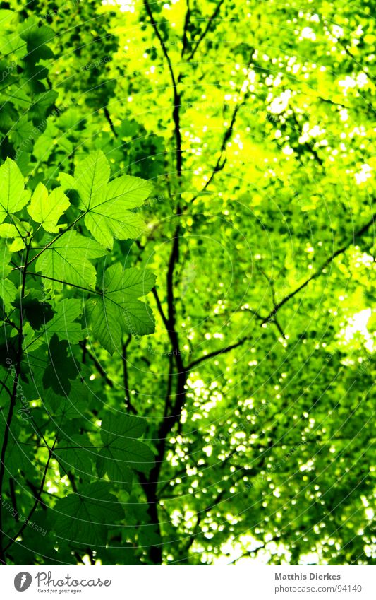 BLATT IM WALD Baum Blatt grün Wald Sauerland Unschärfe Stengel dünn Beleuchtung Baumstamm hell dunkel dezent hoch Dach Koloss Luft atmen Urwald bewachsen