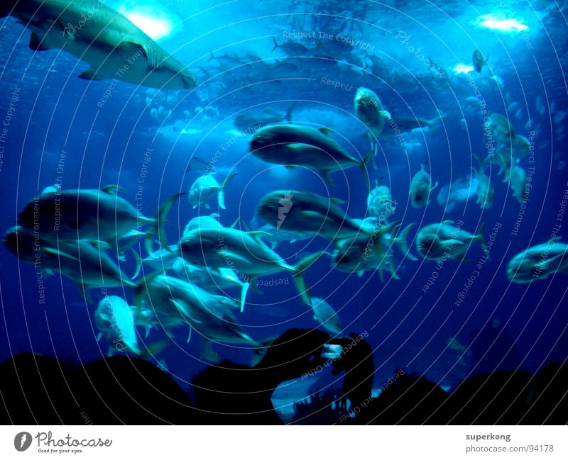 Fish Fischer Meer Wasser Aquarium Momentaufnahme Tierliebe staunen Gewässer Lachs Haifisch Seeigel Gefühle Überlebenskampf Strömung Präsentation Lebensraum nass