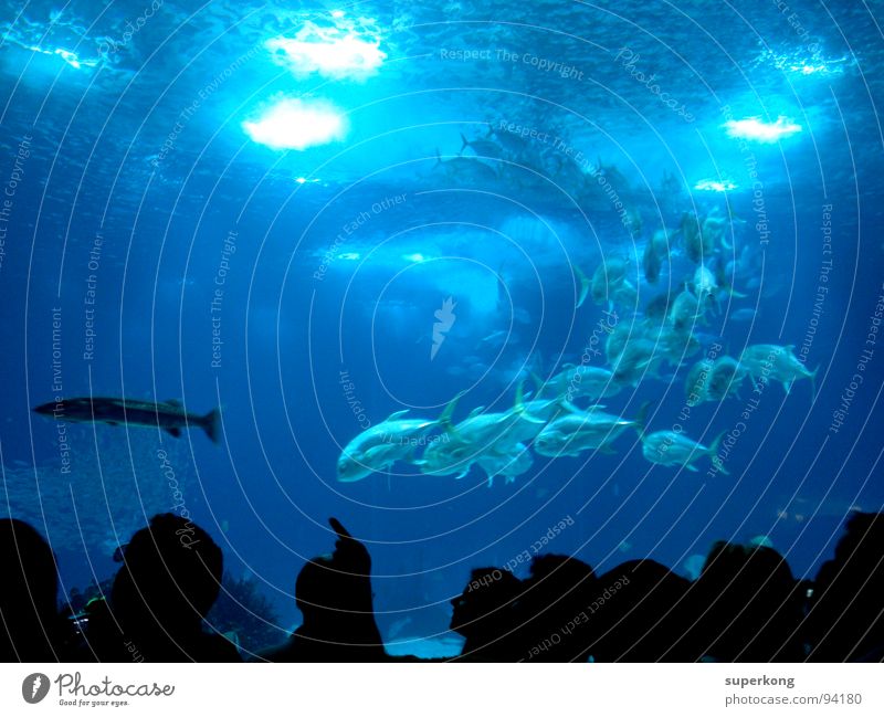 ||| Fischer Meer Wasser Aquarium Momentaufnahme Tierliebe staunen Gewässer Lachs Haifisch Seeigel Gefühle Überlebenskampf Strömung Präsentation Lebensraum nass