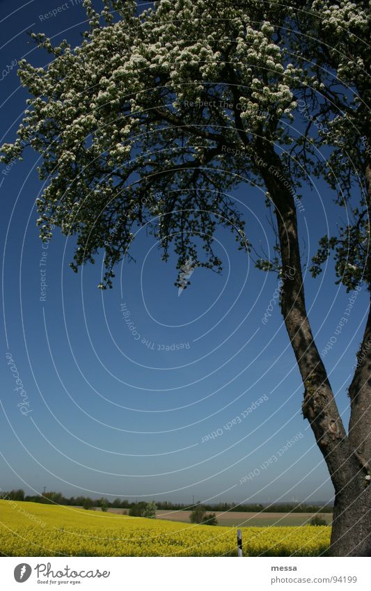 gelb blau weiß Baum Raps Feld Sommer Sommerfarbe Physik Schönes Wetter wald und flur Himmel Natur Wärme Baumstamm Außenaufnahme Anschnitt