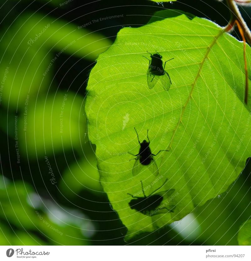 Schatten-Fliegen Blatt Baum grün Froschperspektive unten Tier Insekt 3 fliegen Natur oben