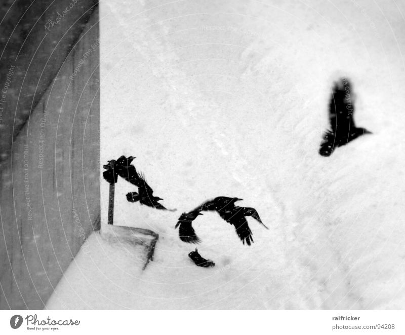 raben im schnee Rabenvögel schwarz erschrecken Abheben Schneefall Krähe trist grau Außenaufnahme Winter fliegen Luftverkehr Flucht Schwarzweißfoto