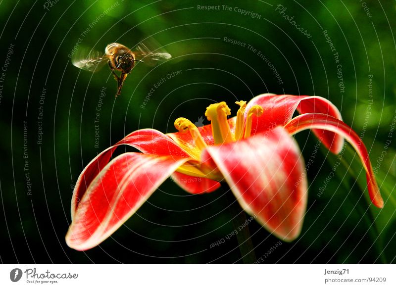 Landeanflug. Biene Blume Blüte Tulpe Insekt fliegen Blühend