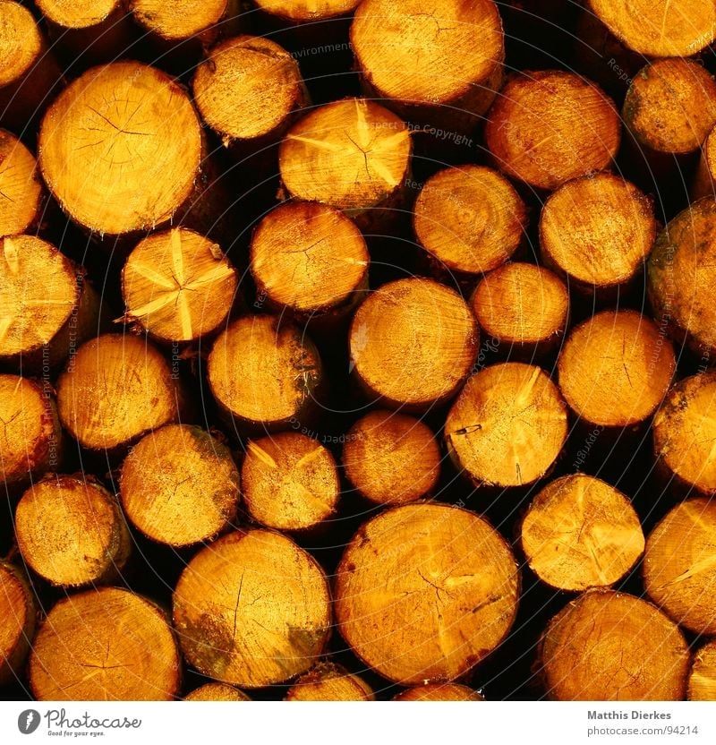 HOLZ Baum Holz rund gelb Haufen Stapel Holzstapel Baumstamm Abholzung Forstwirtschaft Kreis trocknen Rohstoffe & Kraftstoffe Außenaufnahme Muster Natur Fichte