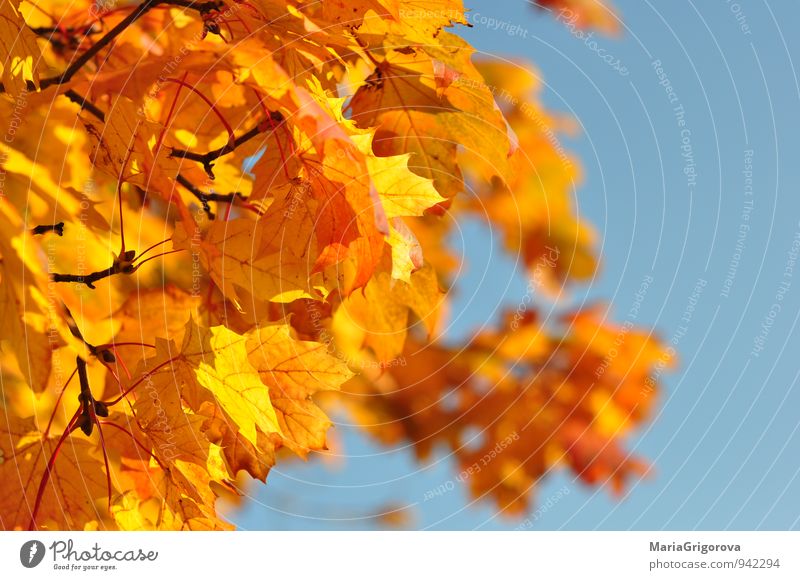 Herbstbaum Natur Urelemente Luft Himmel Klima Klimawandel Baum Park Wald Fröhlichkeit Tatkraft Gelassenheit Farbfoto Morgen Tag Licht Sonnenlicht