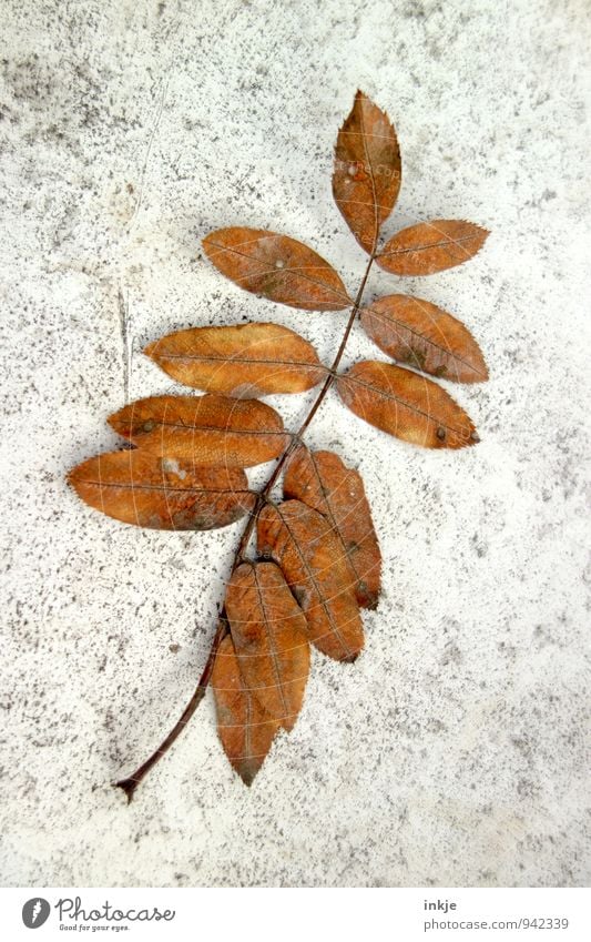 Herbstpostkarte Pflanze Dürre Blatt liegen dehydrieren dünn natürlich schön braun grau Verfall Vergänglichkeit Wandel & Veränderung Jahreszeiten 12 Trockenblume