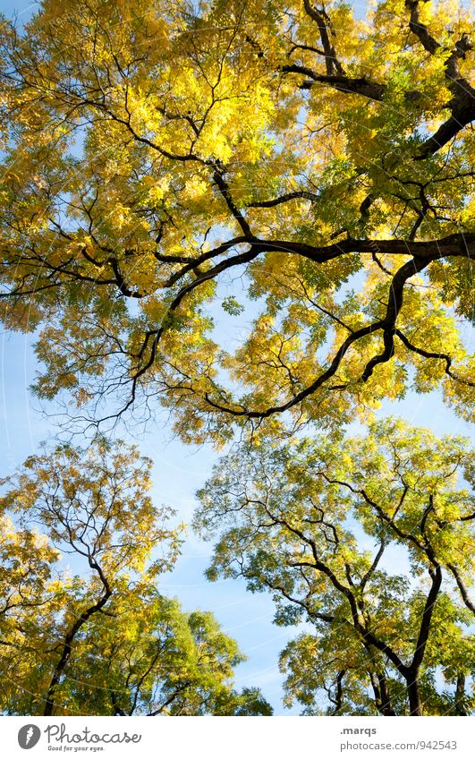 Überragend Ausflug Umwelt Natur Wolkenloser Himmel Herbst Schönes Wetter Baum Ast Laubbaum frei frisch natürlich schön blau gelb grün Erholung Baumkrone