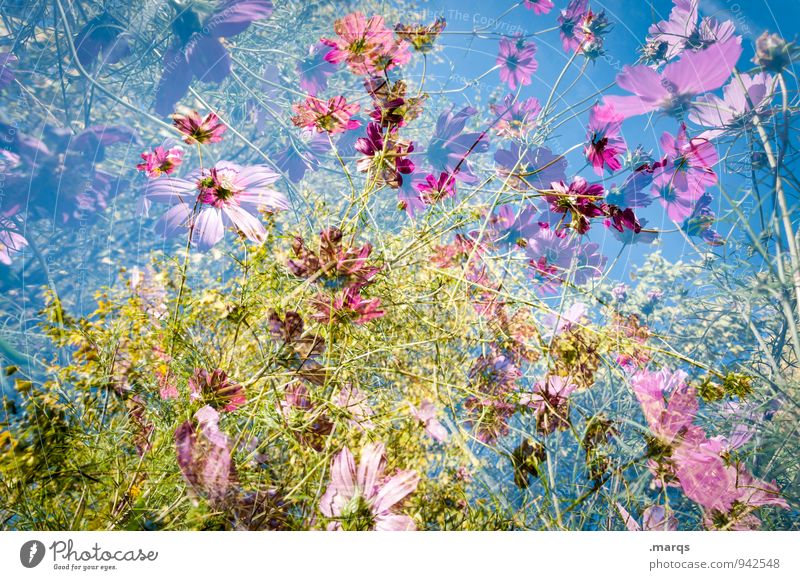 2200 | Sommerlich Lifestyle Stil Umwelt Natur Pflanze Wolkenloser Himmel Frühling Herbst Schönes Wetter Schmuckkörbchen Blumenwiese Blühend ästhetisch