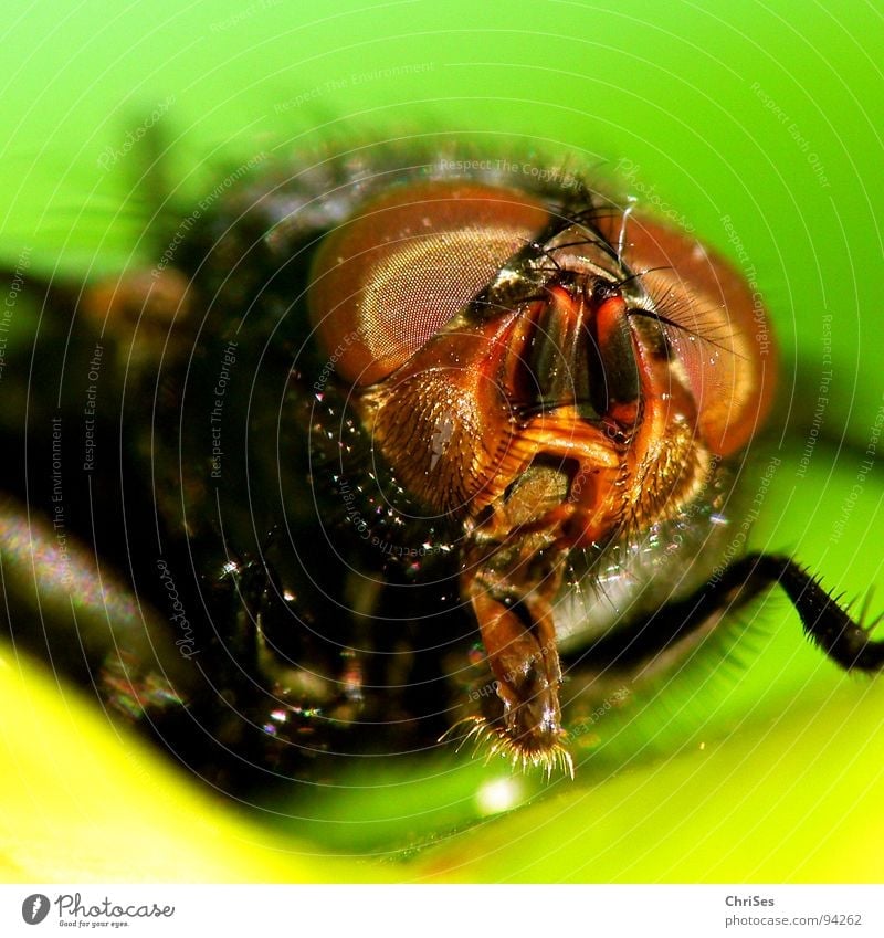 AugenBlick Schmeißfliege Insekt Zweiflügler Schädlinge Tier Facettenauge Fühler Metall braun frontal Makroaufnahme Nahaufnahme Angst Panik Fliege Aasfliege
