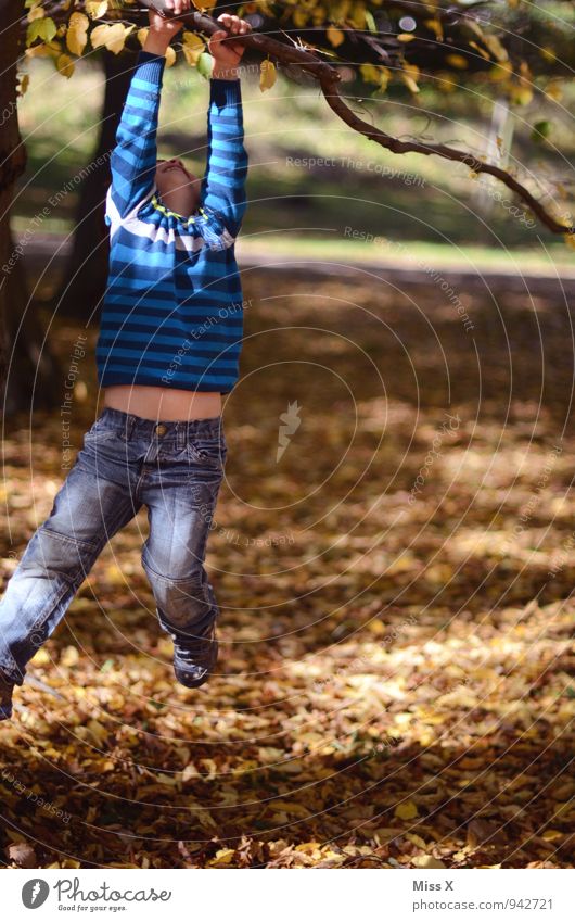 abhängen Freizeit & Hobby Spielen Kinderspiel Klettern Bergsteigen Mensch maskulin Kleinkind Junge Kindheit 1 1-3 Jahre 3-8 Jahre Herbst Baum Park Wald Gefühle