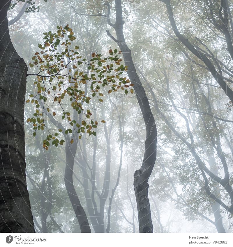 Nebelwald V Umwelt Natur Herbst schlechtes Wetter Baum Wald gruselig natürlich braun grau grün Nebelstimmung herbstlich Herbstfärbung Herbstwetter Herbstwald
