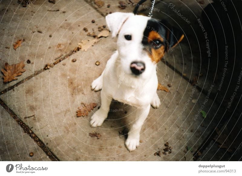 doggi Hund Beagle braun Neugier Tier weiß Blick Säugetier Mitte Lomografie sitzen Tierporträt Tiergesicht Hundeblick schön niedlich allerliebst Hundeschnauze