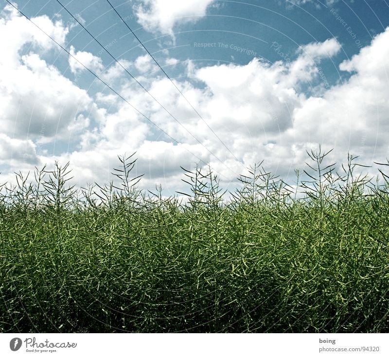 RAP im Wandel der Jahreszeiten Himmel Feld Landwirtschaft Raps Öl Biodiesel Reifezeit Blühende Landschaften Hochspannungsleitung Erneuerbare Energie Regen Ernte