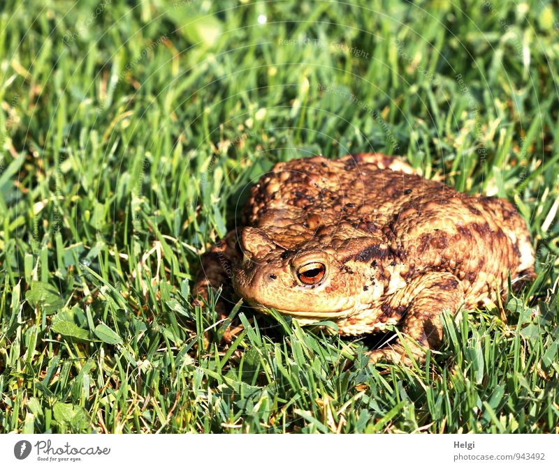 Besuch im Garten... Umwelt Natur Landschaft Pflanze Tier Sommer Schönes Wetter Gras Grünpflanze Wildtier Frosch Kröte Erdkröte 1 Blick sitzen warten authentisch