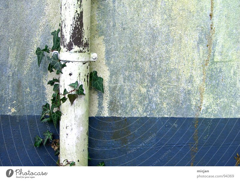 AbflussrohrLove Efeu Pflanze grün weiß Mauer Wand gemalt Wachstum Linearität graphisch gezeichnet Stengel Blatt Strukturen & Formen Platz Haus Gebäude Eisenrohr