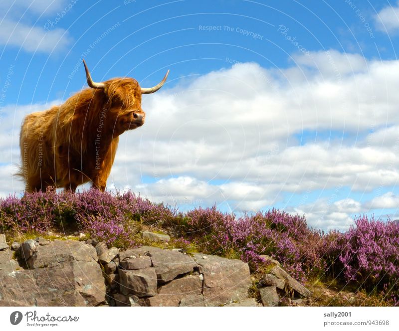 Alles im Blick... Schönes Wetter Bergheide Heidekrautgewächse Tier Nutztier Kuh Fell Schottisches Hochlandrind Horn 1 beobachten stehen warten ästhetisch