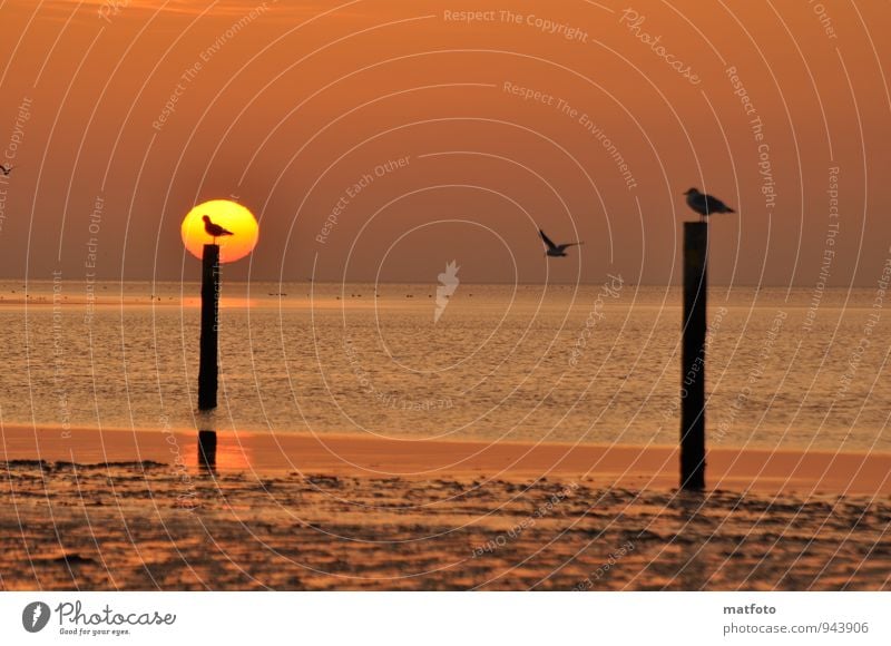 Warten auf ein freien Platz. Ferien & Urlaub & Reisen Strand Meer Sonnenaufgang Sonnenuntergang Küste Nordsee Tier Vogel Möwe 3 Sand Holz Wasser Holzpfahl