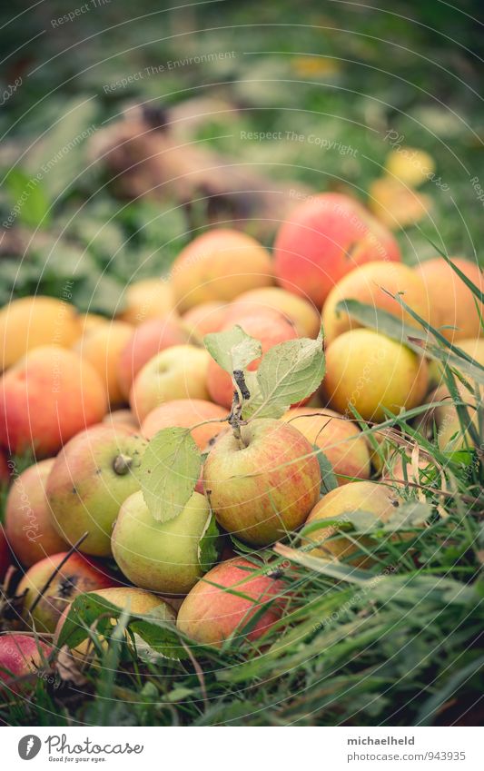 Apfelernte 1 Lebensmittel Frucht Ernährung Bioprodukte Vegetarische Ernährung Natur Herbst Nutzpflanze Garten frisch Gesundheit Idylle nachhaltig Tradition