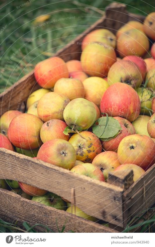 Apfelernte 4 Frucht Bioprodukte Vegetarische Ernährung Diät Fasten Gesundheit Apfelkiste Gesunde Ernährung Holsteiner Cox Cox Orange Farbfoto Außenaufnahme