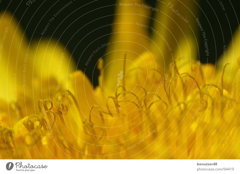 Löwenzahn-Makro 1 gelb Blume Makroaufnahme Biene Wiese Blüte Blütenblatt Sommer Fujifilm S9600 Raynox Flower