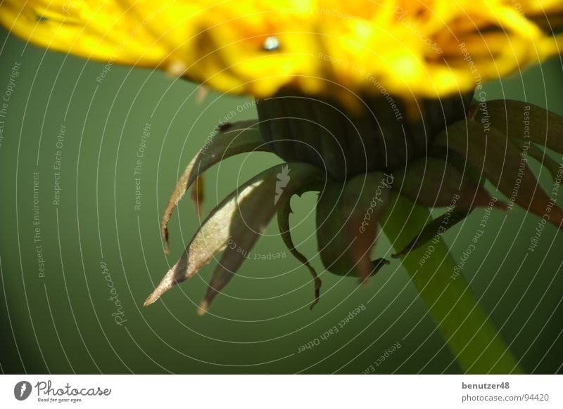 Löwenzahn-Makro 2 gelb Blume Makroaufnahme Biene Wiese Blüte Blütenblatt Stengel grün Sommer Fujifilm S9600 Raynox Flower
