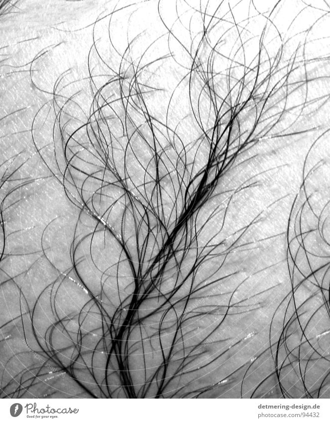 haarbaum* Baum Muster nass feucht Sauberkeit dünn Mann Anatomie Aussehen Brustbehaarung Beinbehaarung schwarz weiß zart nah Pflanze Sträucher Haut Falte