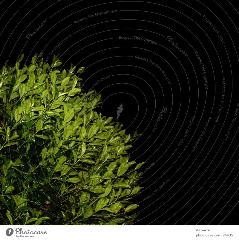 Grüne Hecke, nachts auf schwarzem Hintergrund fotografiert. grün Sträucher Pflanze Nacht dunkel Wachstum Garten Park Kontrast Schatten Natur gestellt
