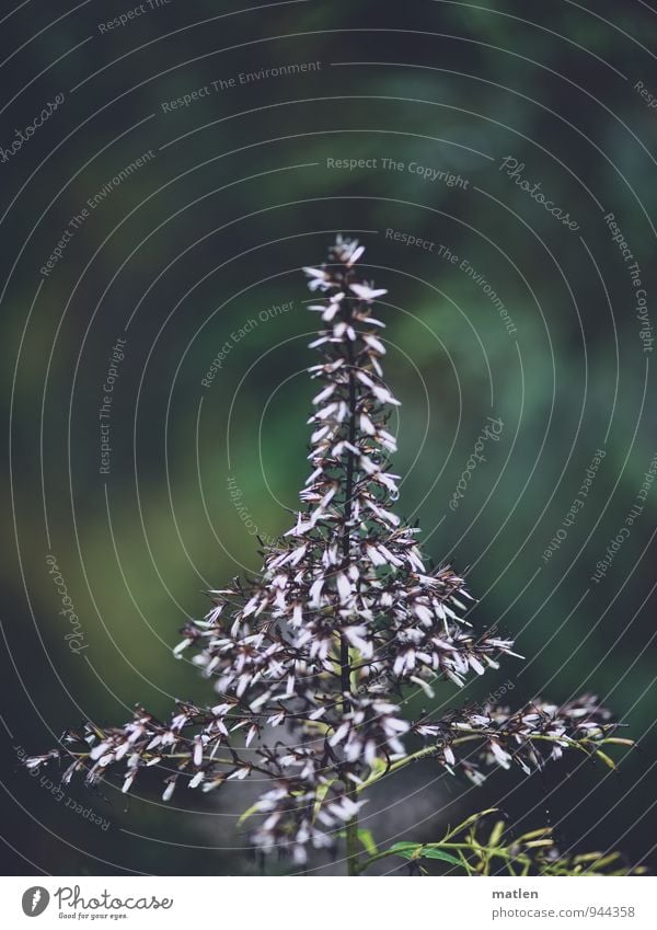 Christbäumchen Pflanze Gras Blüte Menschenleer Blühend grün schwarz weiß Weihnachtsbaum Farbfoto Gedeckte Farben Außenaufnahme Textfreiraum oben Tag