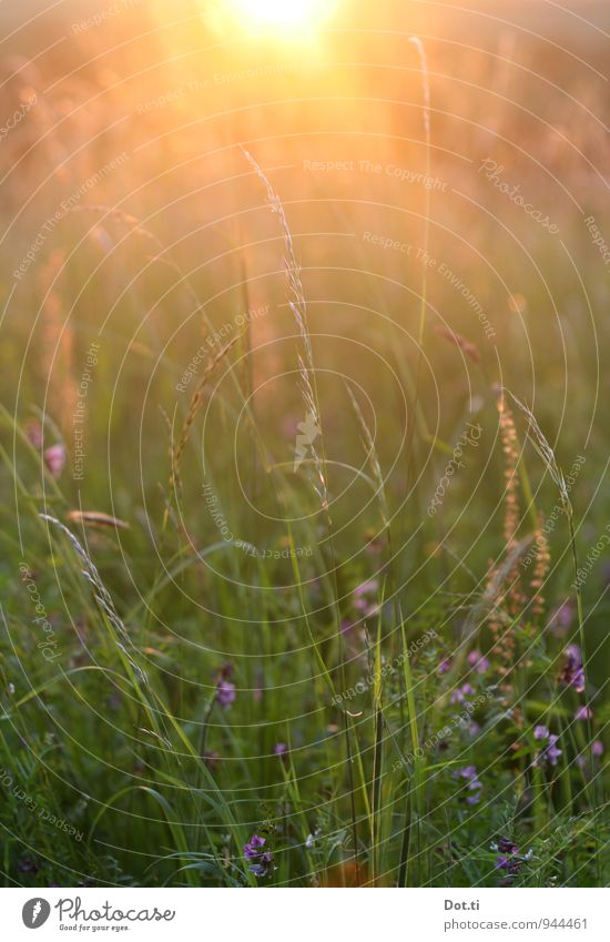 [irgendein kitschiger Titel] Umwelt Natur Pflanze Sonne Sonnenaufgang Sonnenuntergang Sonnenlicht Sommer Schönes Wetter Gras Wiese Kitsch Stimmung Idylle