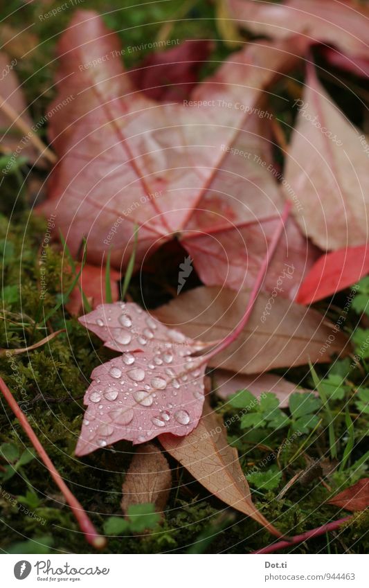 Komm mit auf's Land Natur Wassertropfen Herbst Pflanze Moos Blatt Garten grün rot Stimmung Idylle Weinblatt Tau herbstlich Farbfoto Außenaufnahme Nahaufnahme