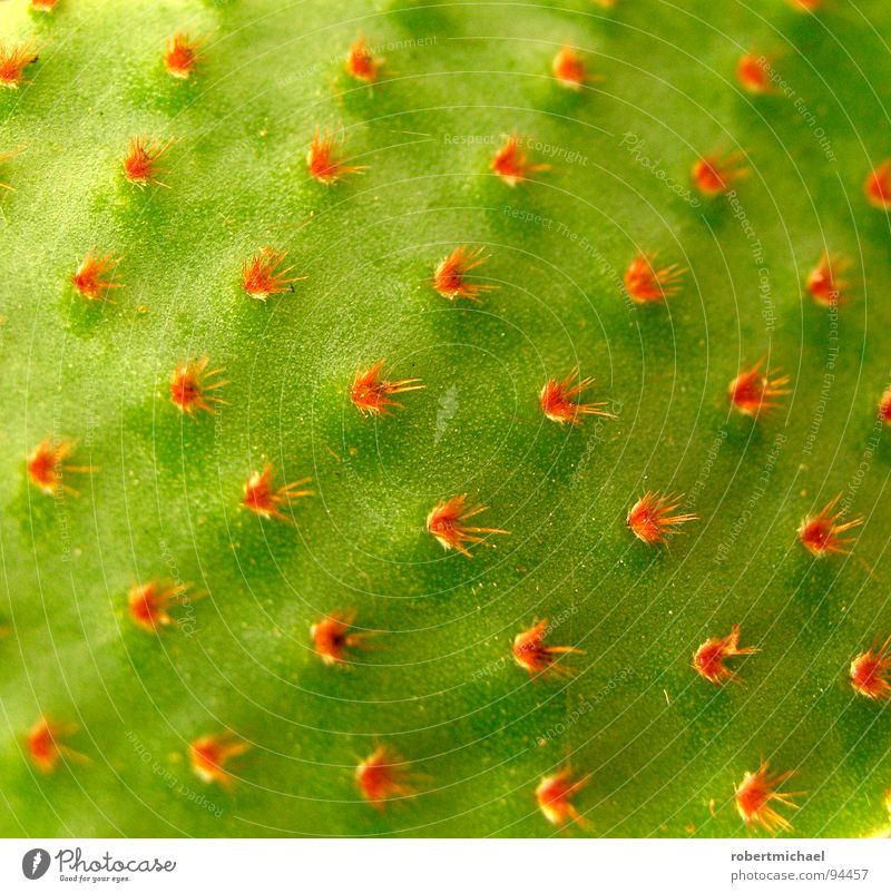 das kaktusraster Kaktus Bedecktsamer Raster rot stechen kratzen einzeln Muster Wissenschaften diagonal Quadrat Blüte grün mehrere klein Bildpunkt Ecke Pflanze
