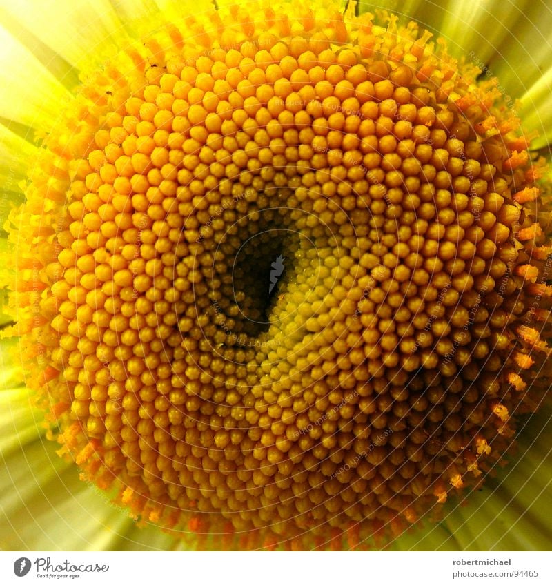 die stecknadelkissenpflanze Sonnenblume Staubfäden Blüte Makroaufnahme Detailaufnahme Bildausschnitt Anschnitt Blühend Lebenskraft gelb