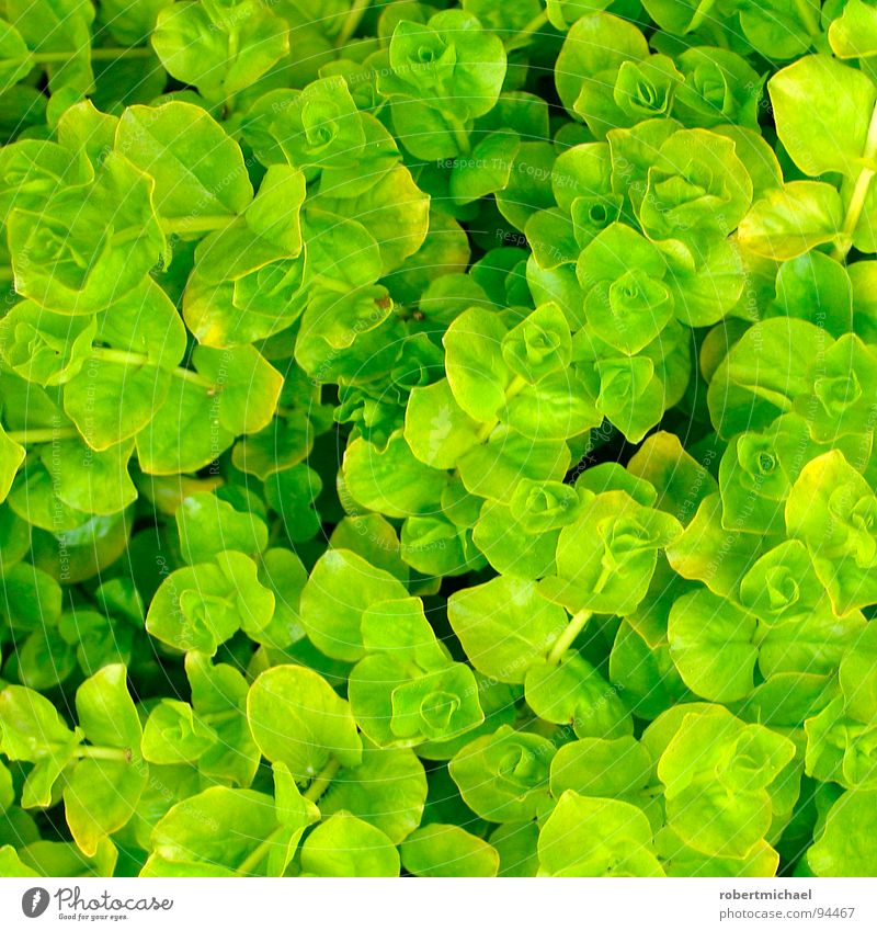 rosettenmeer an der salatbar Pflanze Blume grün Gärtner Gärtnerei behutsam einzeln unten Reifezeit Wachstum klein Windung Gras Klee Meer Rosette Kleeblatt 4