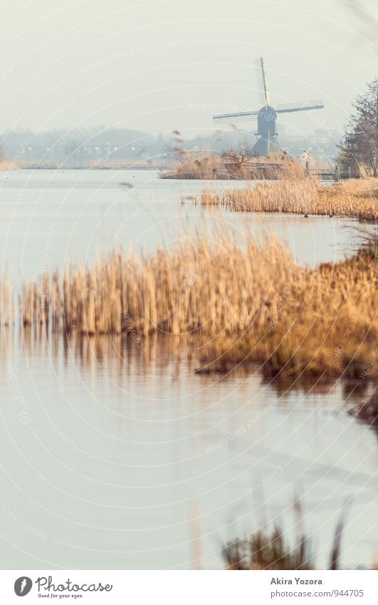 Kinderdijk Kultur Natur Landschaft Wasser Erde Schilfrohr Küste Flussufer Deich gebrauchen berühren Bekanntheit nachhaltig blau braun gelb Schutz Idylle