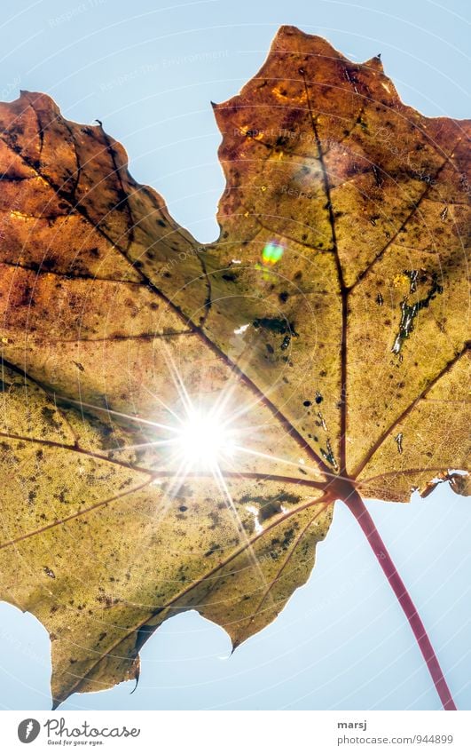 Herbstliche Lichtblicke Natur Sonne Sonnenlicht Pflanze Blatt Ahornblatt glänzend leuchten verblüht authentisch Erfolg einzigartig kaputt natürlich mehrfarbig