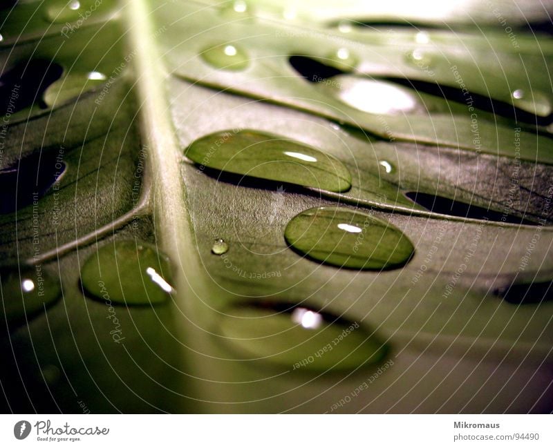 Nach dem Regen Blatt Wasser Trinkwasser Wassertropfen Tau Makroaufnahme Pflanze Blattadern Gefäße grün nass feucht Nahaufnahme welk Herbst