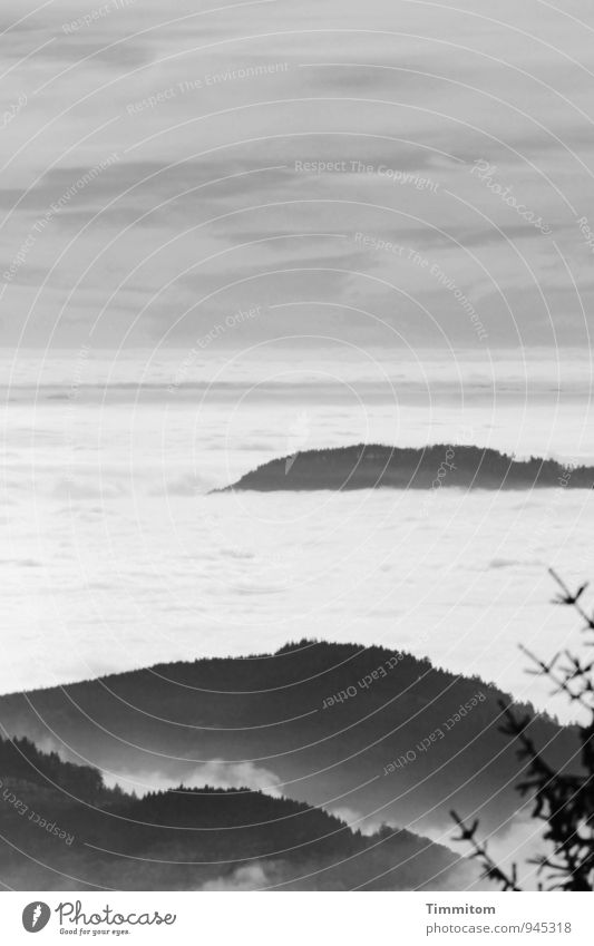Mehr Wolken. Umwelt Natur Landschaft Himmel Sommer Wetter Schönes Wetter Baum Fichte Hügel Schwarzweißfoto Schwarzwald Linie ästhetisch grau schwarz Gefühle