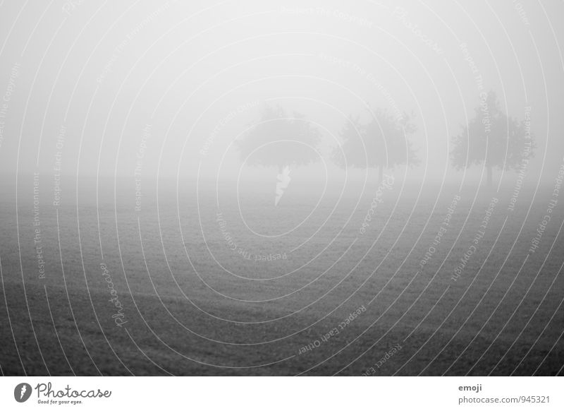 .oO Umwelt Natur Landschaft Herbst schlechtes Wetter Nebel Baum Wiese dunkel kalt 3 Schwarzweißfoto Außenaufnahme Menschenleer Tag Schwache Tiefenschärfe