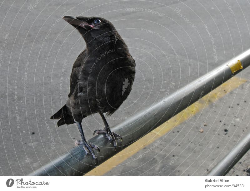 Rabe Rabenvögel Krähe gelb schwarz Vogel grau glänzend nah Geländer Metall Linie Fahrbahnmarkierung